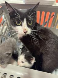 Shelter Stray Female Cat last seen Near BLOCK SYDNEY RENEE WAY, Watterson Park, KY 40218