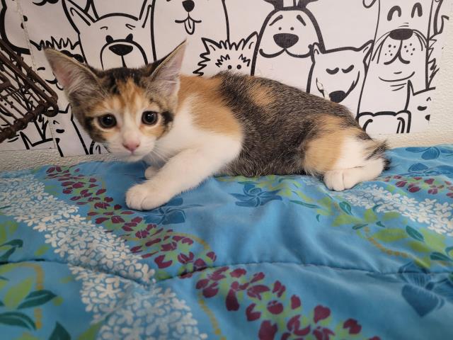 Shelter Stray Female Cat last seen , San Pedro, CA 90731