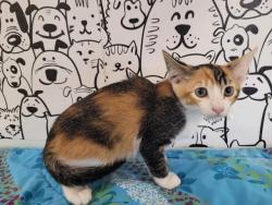 Shelter Stray Female Cat last seen , San Pedro, CA 90731