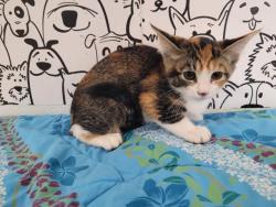 Shelter Stray Female Cat last seen , San Pedro, CA 90731