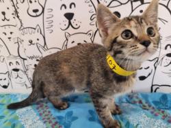 Shelter Stray Female Cat last seen , San Pedro, CA 90731