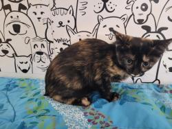 Shelter Stray Female Cat last seen , San Pedro, CA 90731