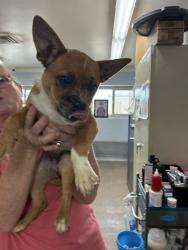 Shelter Stray Female Dog last seen , Shelby, NC 28150