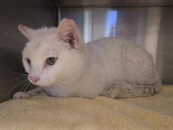 Shelter Stray Male Cat last seen BELL/HUBBARD, Auburn, CA 95603