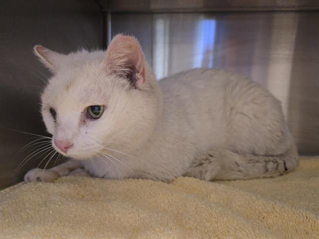 Shelter Stray Male Cat last seen BELL/HUBBARD, Auburn, CA 95603