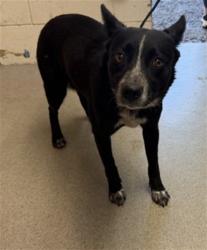 Shelter Stray Female Dog last seen Near BLOCK N SIERRA, San Bernardino, CA 92401