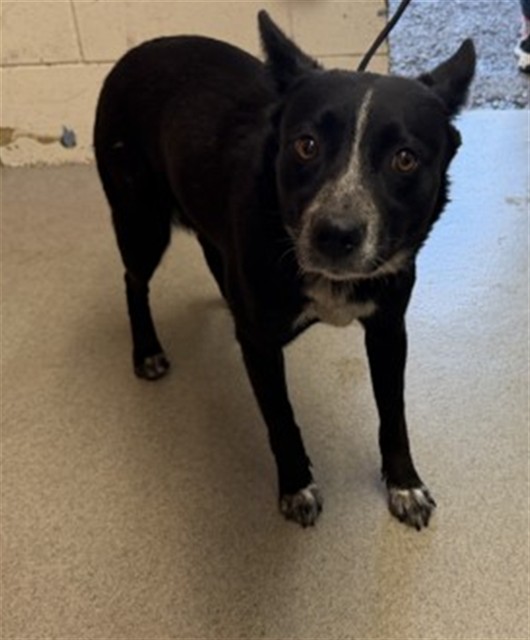 Shelter Stray Female Dog last seen Near BLOCK N SIERRA, San Bernardino, CA 92401