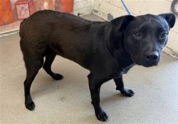 Shelter Stray Female Dog last seen Near BLOCK CHANDLER PL, San Bernardino, CA 92401