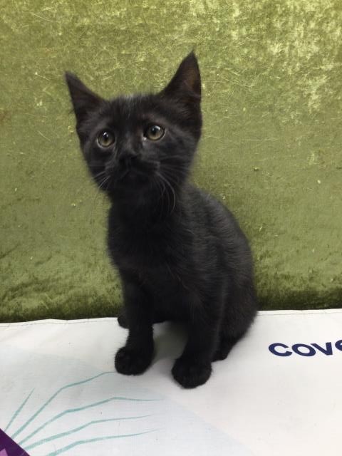 Shelter Stray Male Cat last seen Near BLOCK LIMONITE AVE, Jurupa Valley, CA 92509