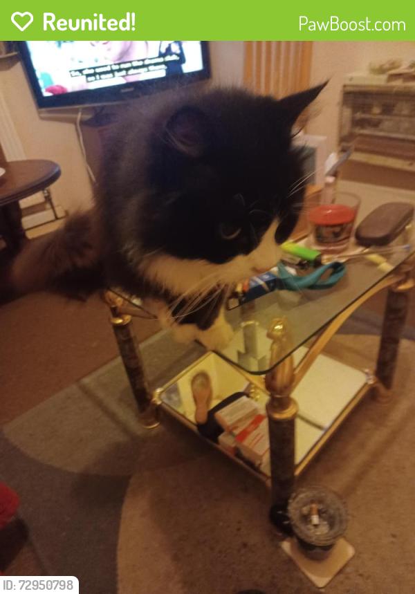 Reunited Male Cat last seen Cresswell close hull uk, Kingston upon Hull, England HU2 9PD