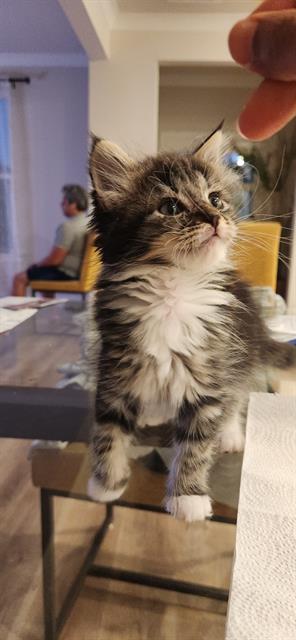 Shelter Stray Female Cat last seen CHARLOTTE, Charlotte, NC 28217