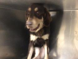 Shelter Stray Female Dog last seen Near BLOCK DEWEY AVE, RIVERSIDE CA 92506, Jurupa Valley, CA 92509
