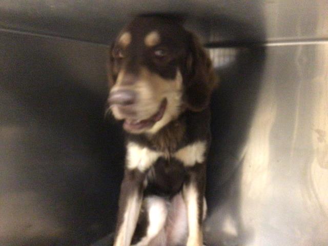 Shelter Stray Female Dog last seen Near BLOCK DEWEY AVE, RIVERSIDE CA 92506, Jurupa Valley, CA 92509