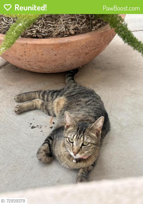 Reunited Female Cat last seen University and Val vista, Mesa, AZ 85205
