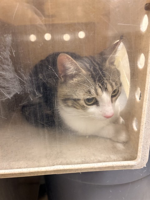 Shelter Stray Male Cat last seen Near BLOCK DWIGHT AVE, RIVERSIDE CA 92507, Jurupa Valley, CA 92509