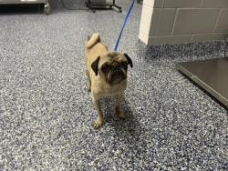 Shelter Stray Female Dog last seen Near BLOCK AMBER ST, PALM DESERT, CA, Thousand Palms, CA 92276