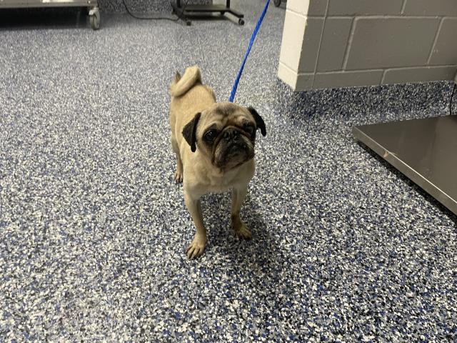 Shelter Stray Female Dog last seen Near BLOCK AMBER ST, PALM DESERT, CA, Thousand Palms, CA 92276