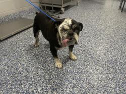 Shelter Stray Male Dog last seen Near BLOCK QUAIL LAKES DR, INDIAN WELLS, CA, Thousand Palms, CA 92276