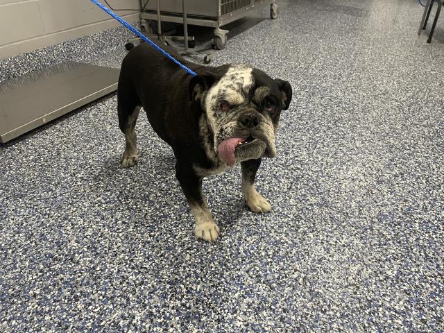 Shelter Stray Male Dog last seen Near BLOCK QUAIL LAKES DR, INDIAN WELLS, CA, Thousand Palms, CA 92276