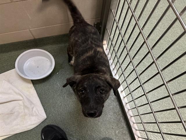Shelter Stray Female Dog last seen Near BLOCK LOS MILAGROS SANTA FE NM 87507, Santa Fe, NM 87507