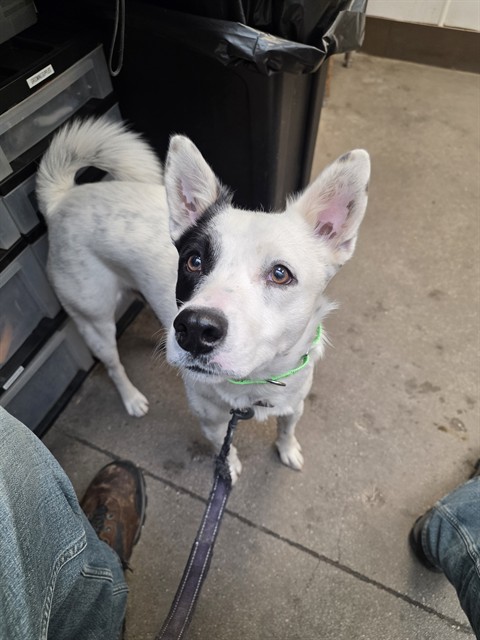 Shelter Stray Male Dog last seen , Tucson, AZ 85745
