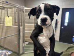 Shelter Stray Male Dog last seen Near BLOCK 24 PASEO C DE BACA SANTA FE NM 87507, Santa Fe, NM 87507
