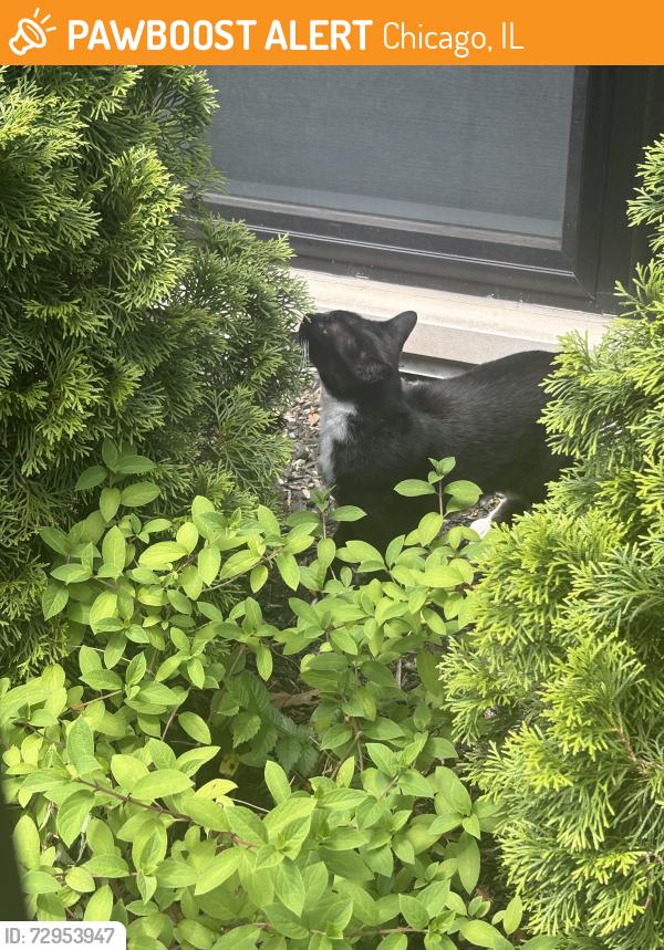 Found/Stray Unknown Cat last seen Clark and Winnemac , Chicago, IL 60640