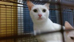 Shelter Stray Female Cat last seen Near BLOCK SW 2 ST, Doral, FL 33122