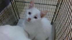Shelter Stray Female Cat last seen Near BLOCK SW 2 ST, Doral, FL 33122