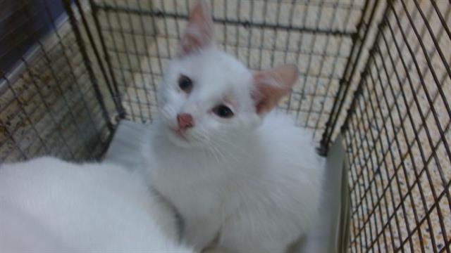 Shelter Stray Female Cat last seen Near BLOCK SW 2 ST, Doral, FL 33122
