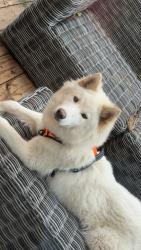 Reunited Male Dog last seen  Northgate fores , oak creek  villahe ,greenwood forest , Houston, TX 77068