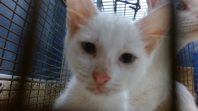 Shelter Stray Male Cat last seen Near BLOCK SW 2 ST, Doral, FL 33122