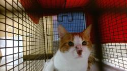 Shelter Stray Male Cat last seen Near BLOCK SW 158 CT, Doral, FL 33122