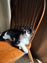Reunited Female Cat last seen Dragoo Park Dr, Modesto, CA, USA, Modesto, CA 95350