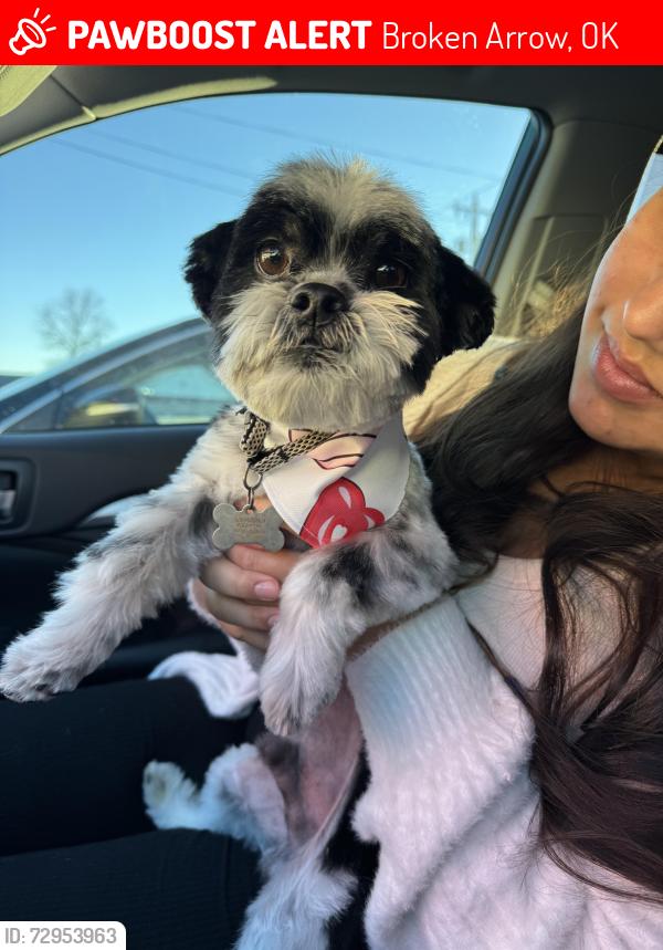 Lost Male Dog last seen 121st and elm broken arrow , Broken Arrow, OK 74011