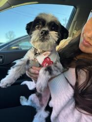 Lost Male Dog last seen 121st and elm broken arrow , Broken Arrow, OK 74011