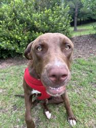 Found/Stray Male Dog last seen Near Cir, Perry, Ga, Perry, GA 31069