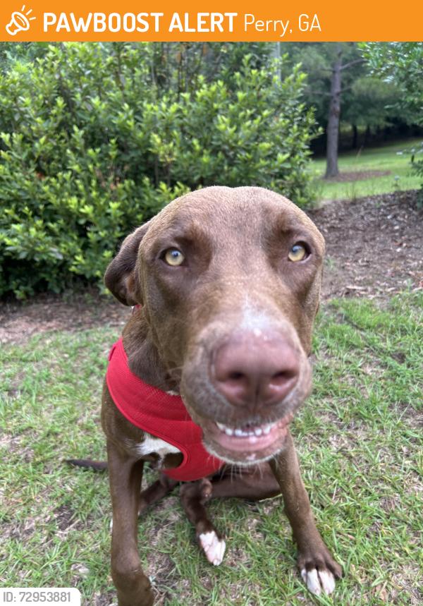 Found/Stray Male Dog last seen Near Cir, Perry, Ga, Perry, GA 31069