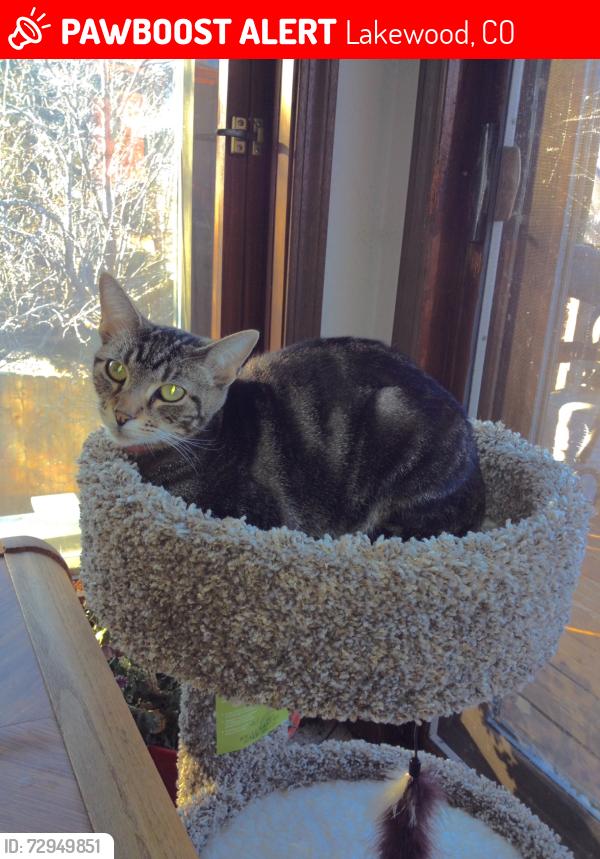 Lost Female Cat last seen W Jefferson Ave, S Carr St, Lakewood, CO 80235