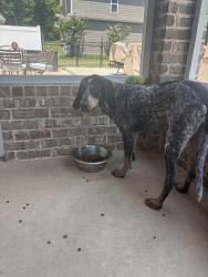Found/Stray Female Dog last seen north culberhouse, Jonesboro, AR 72401