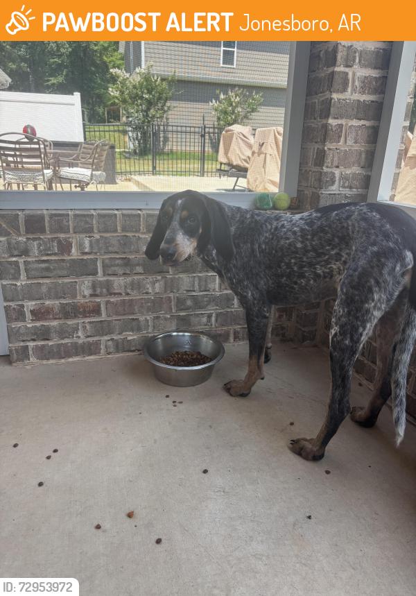 Found/Stray Female Dog last seen north culberhouse, Jonesboro, AR 72401