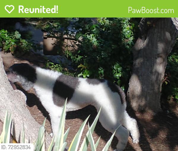 Reunited Female Dog last seen St. Mary's Way and Vista View Dr., Salt Lake City, UT 84108