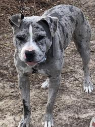 Lost Male Dog last seen Whispering pines rd & Amesbury rd, Fayetteville, NC 28311
