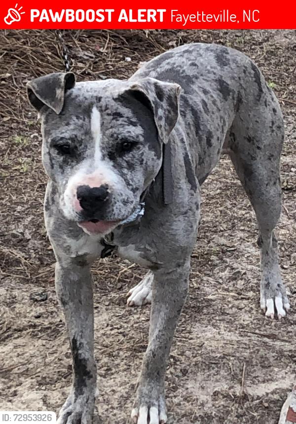 Lost Male Dog last seen Whispering pines rd & Amesbury rd, Fayetteville, NC 28311