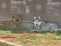 Found/Stray Unknown Dog last seen Dufferin Ave & John St, Riverside, CA 92504