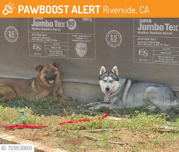 Found/Stray Unknown Dog last seen Dufferin Ave & John St, Riverside, CA 92504