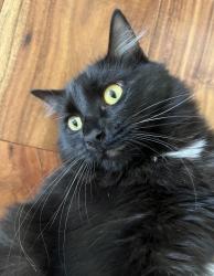 Reunited Male Cat last seen Sun City Boulevard , Lincoln, CA 95648