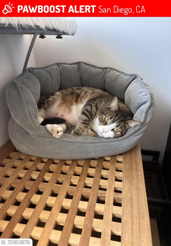 Lost Male Cat last seen Golden hills, San Diego, CA 92102