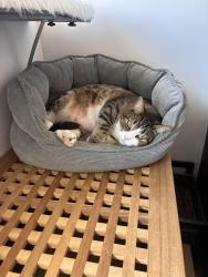 Lost Male Cat last seen Golden hills, San Diego, CA 92102