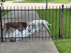 Found/Stray Male Dog last seen Near block of Fondren Grove Drive And Gessner, Missouri City, TX 77489